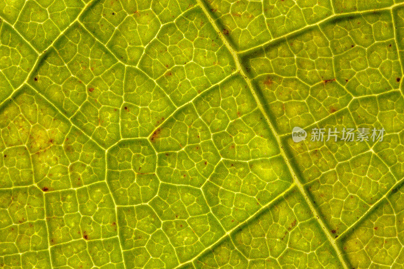 生物课用绿色秋叶的叶脉和细胞结构