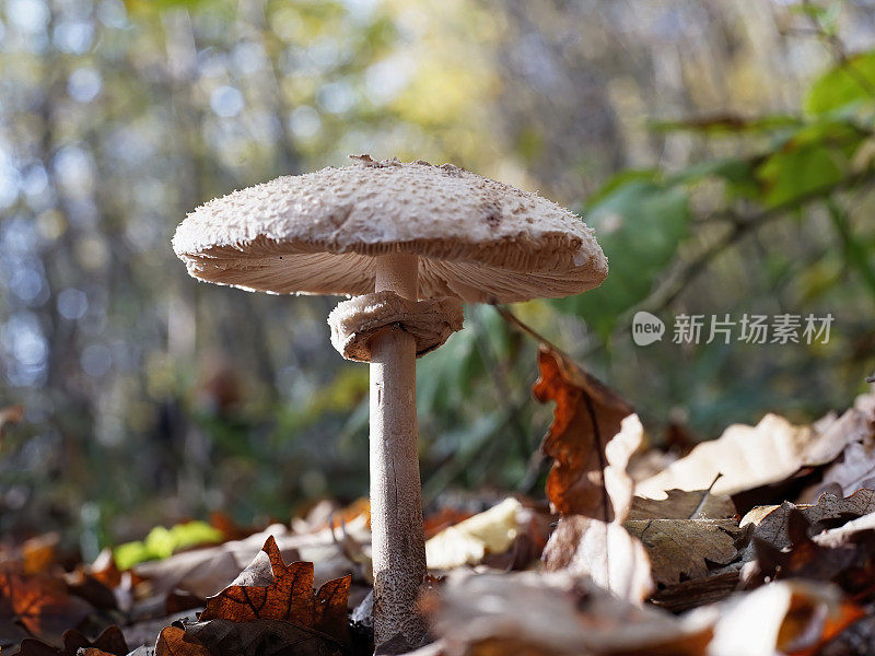 蘑菇在森林里干燥的秋叶间