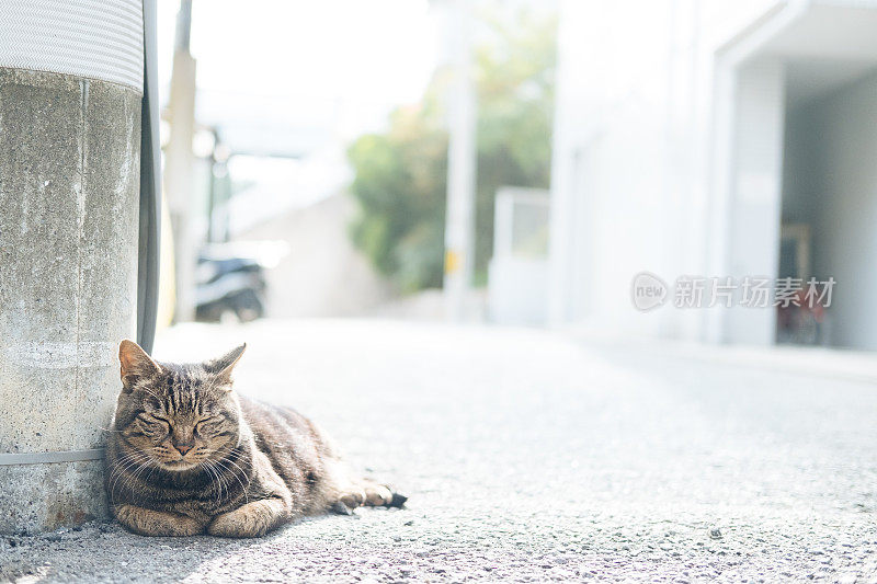 街上昏昏欲睡的虎斑猫