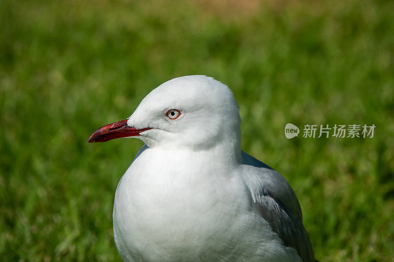 海鸥