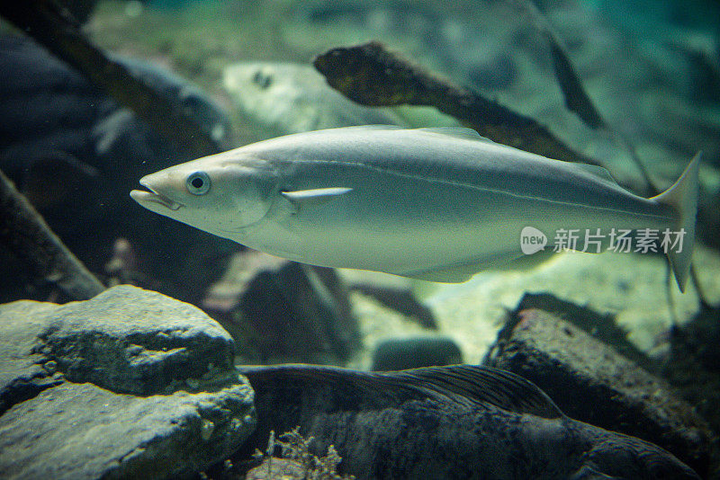 挪威大型水族馆中的鱼类:北极鳕鱼