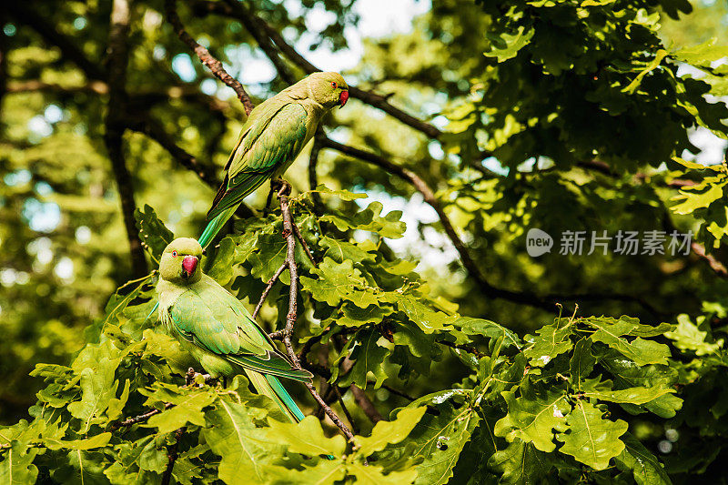 美丽的长尾小鹦鹉在伦敦海德公园的树枝上休息