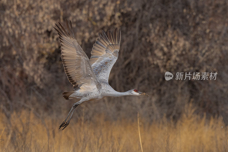 沙丘鹤在冬天的沼泽地里飞翔