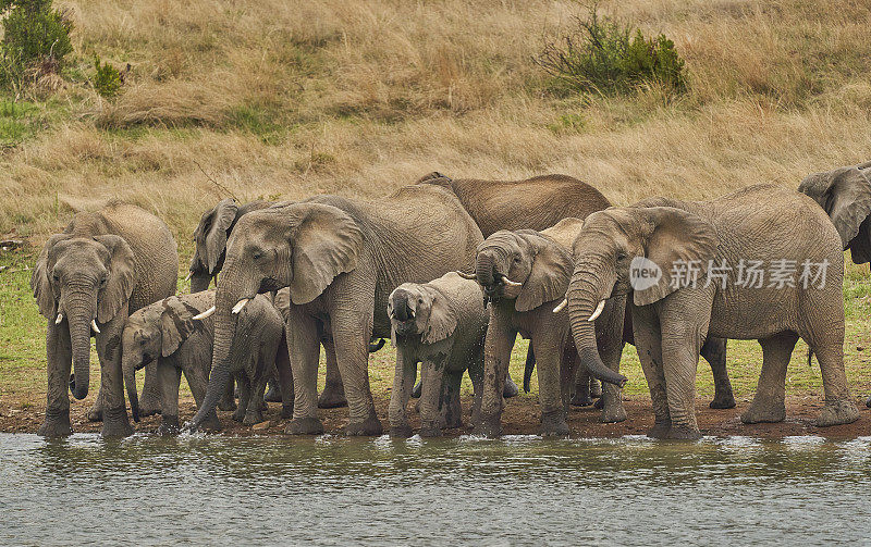 南非美丽的兰斯堡国家公园夏季的野象群