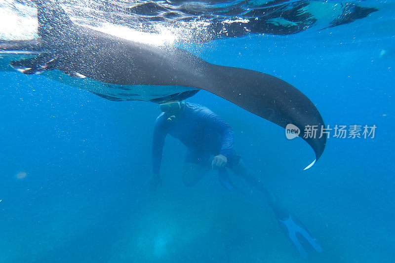 专业冲浪者自由潜水与蝠鲼