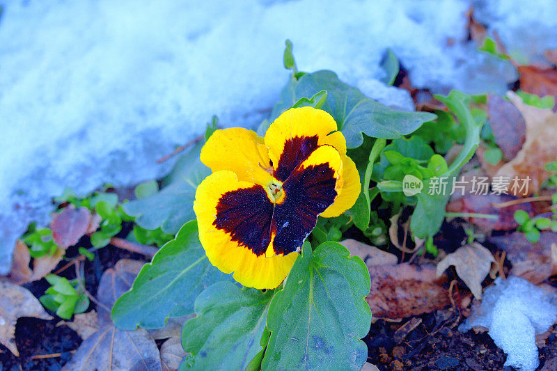 雪中的冬花:三色堇