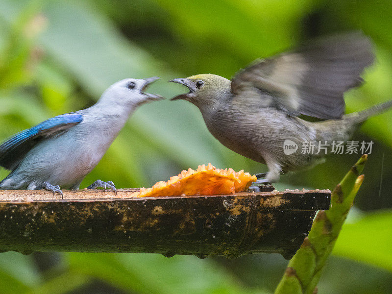 蓝灰色的唐纳雀和土色的画眉在为喂鸟器争吵