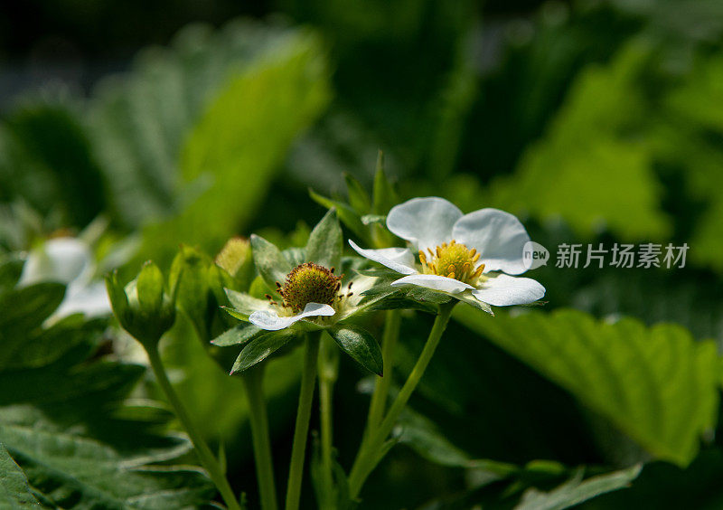 草莓花上的蜜蜂