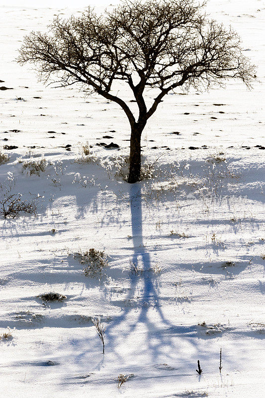 孤独的树和冬天孤独树的影子