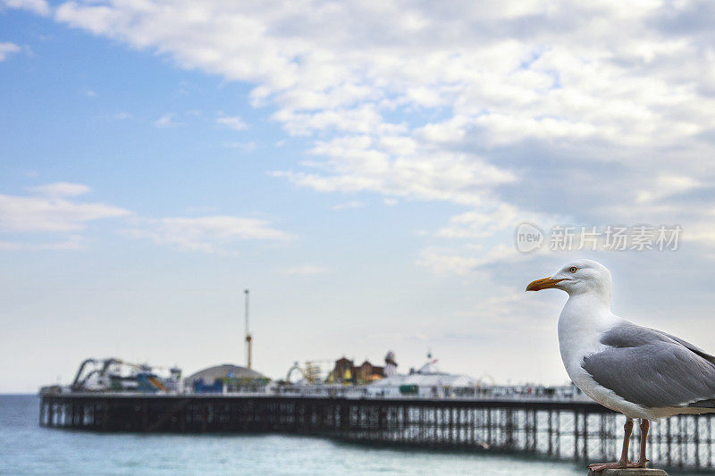 海滩上的海鸥，布莱顿宫码头