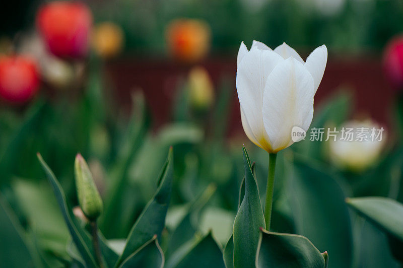 花园里有杂色的红色郁金香的花坛