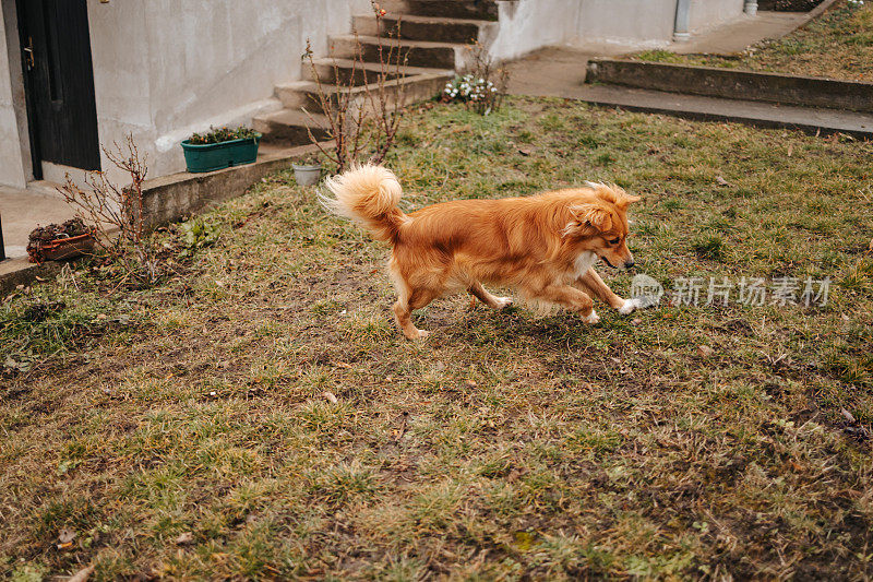 漂亮的金色狗在院子里的绿草地上奔跑