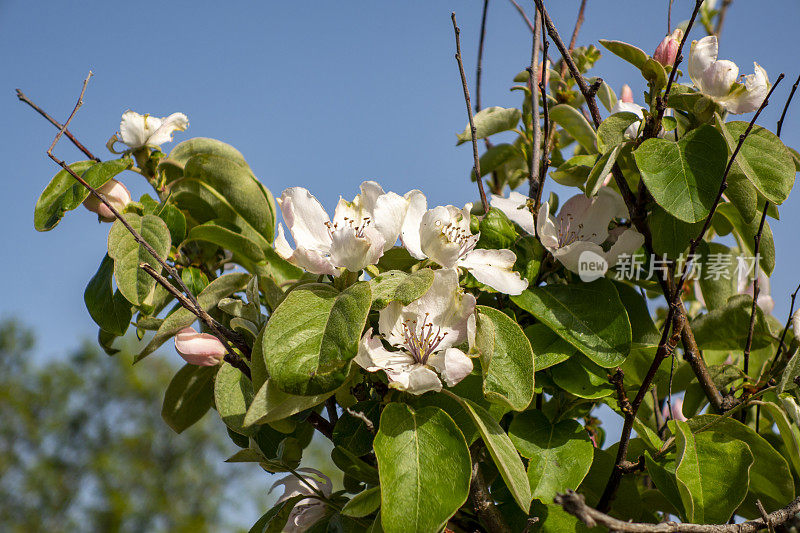 春暖花开的木瓜