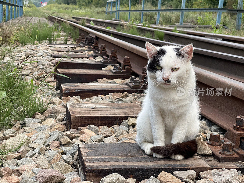 和我的猫一起散步