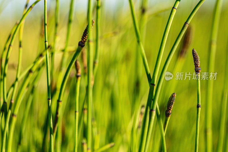 马尾芦苇-西科罗拉多户外美国西南自然环境纹理和背景宏观自然照片系列