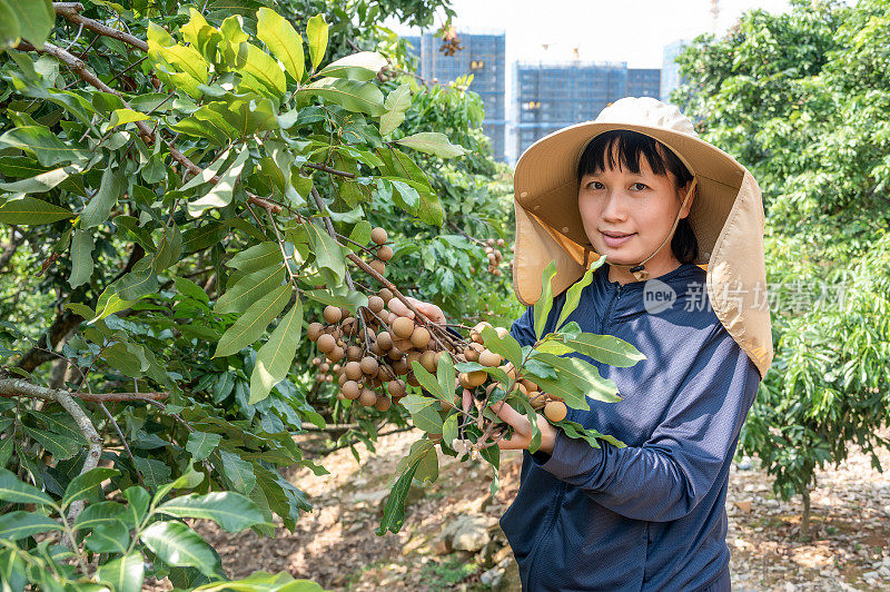 一位亚洲女农民在果园里检查龙眼的成熟度