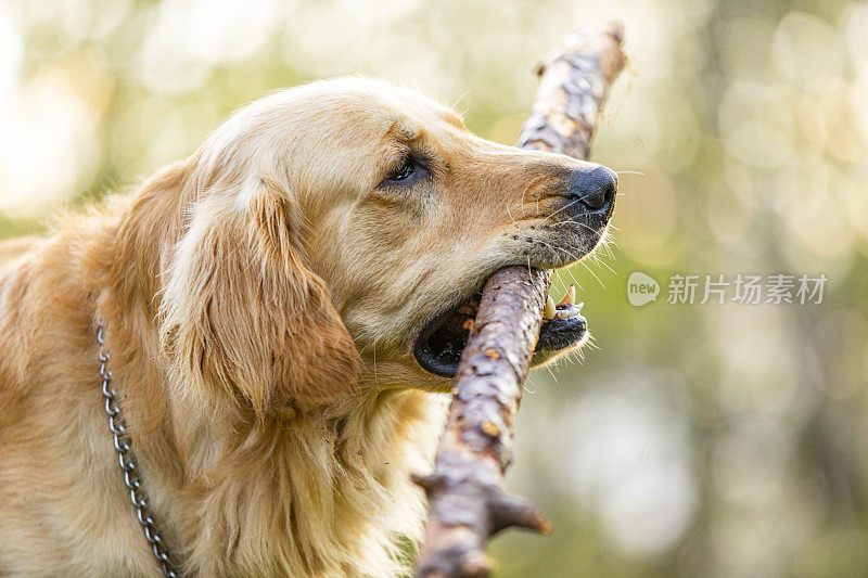 家庭宠物金毛猎犬叼棍子