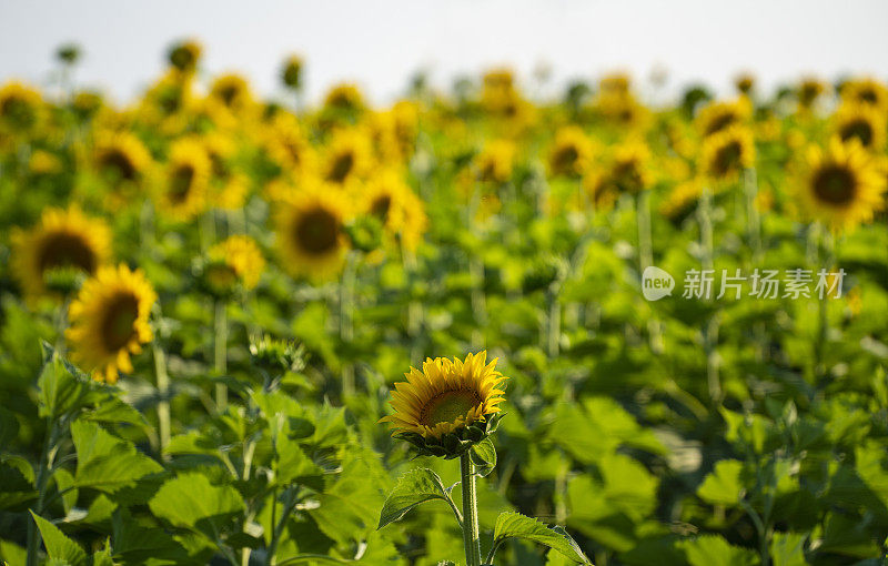 日落时的向日葵田