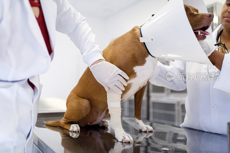 兽医正在检查斗牛犬腿上的绷带