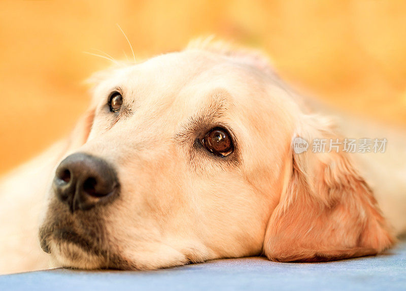 休息的金毛寻回犬