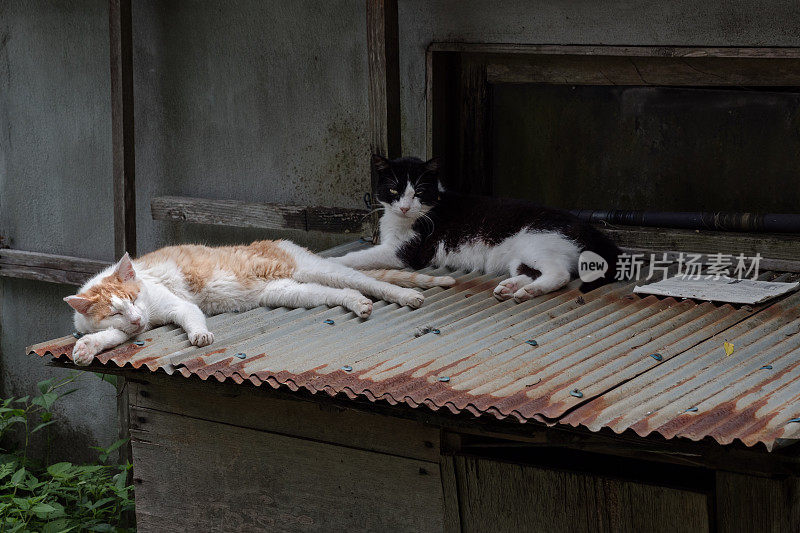 两只猫在铁皮屋顶上休息的画面