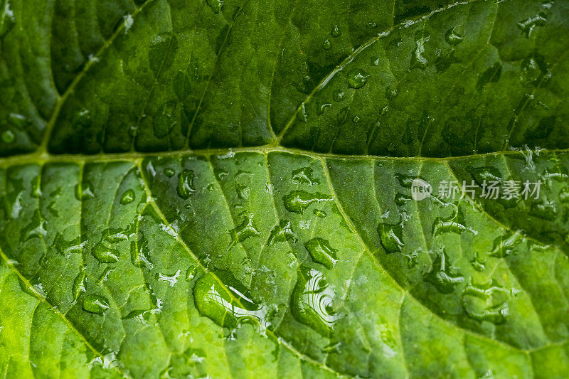 雨珠落在树叶上