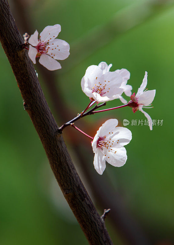 春天的樱花