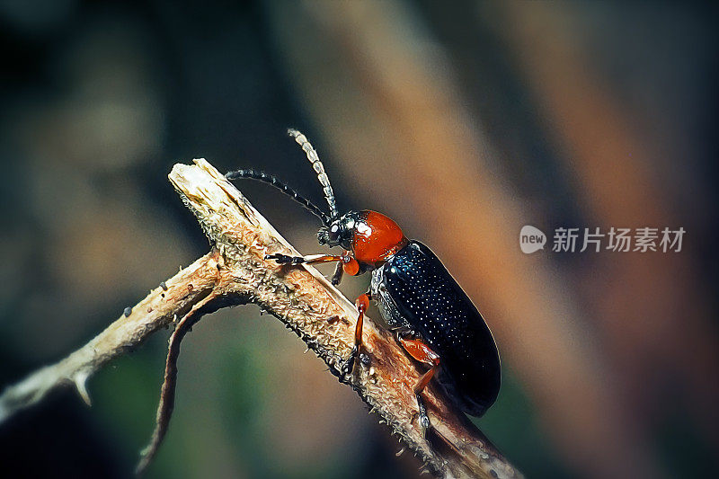 黑叶甲虫谷类叶甲虫昆虫