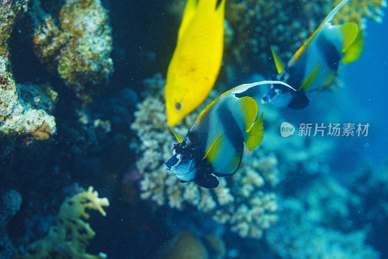 红海旗鱼鱼水下海洋生物珊瑚礁水下照片水肺潜水员的观点