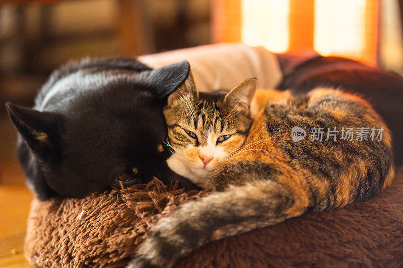 一只猫和一只狗依偎在暖炉旁睡觉