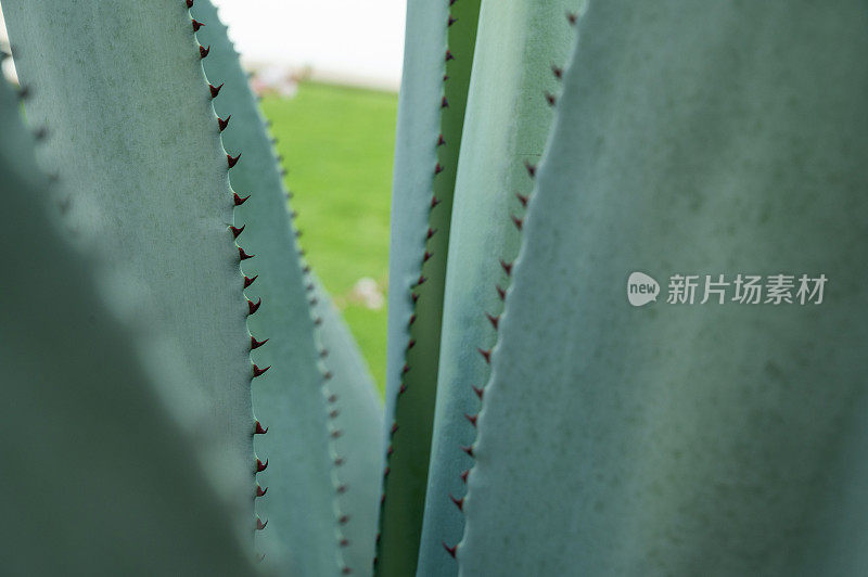 花园里的植物特写