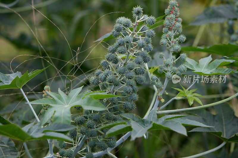 巴伊亚州的蓖麻豆种植园