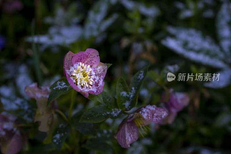 嚏根草花上的一层薄薄的雪