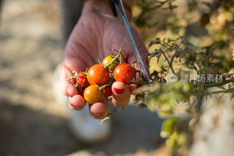 女人手里的西红柿从爱好花园横着还
