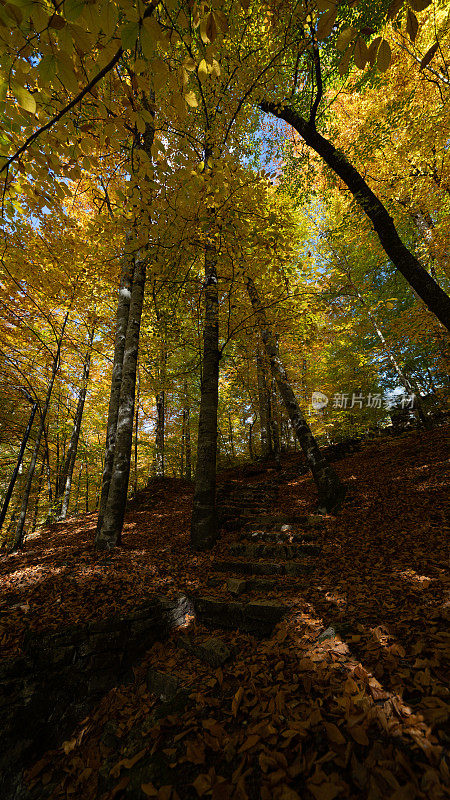 土耳其的耶迪戈勒国家公园。森林深处的秋景中，色彩斑斓的树木和步道。森林里的秋色构成了一幅壮丽的景色。大自然的秋景。