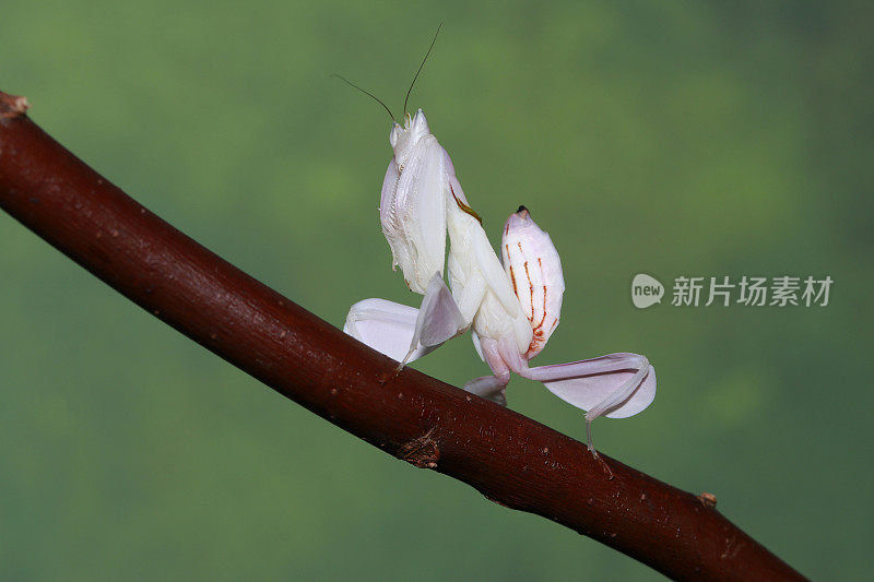 兰花螳螂在树枝上