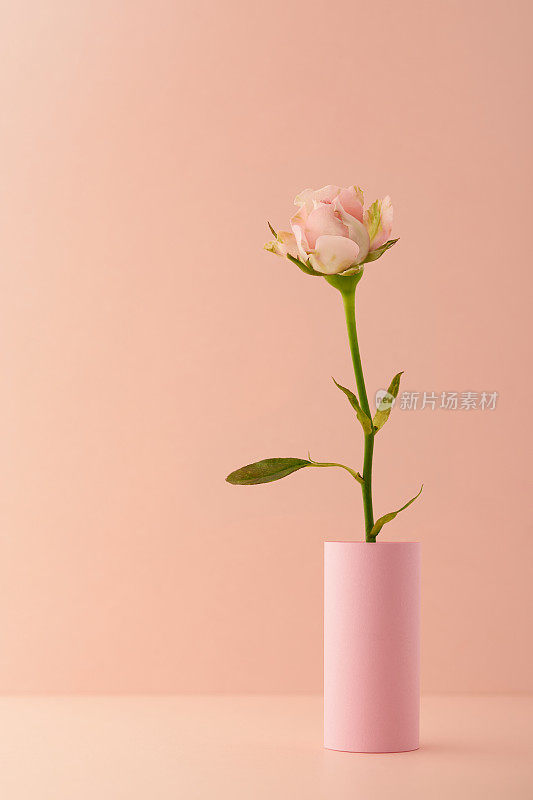 一枝粉红玫瑰插在花瓶里，孤零零的