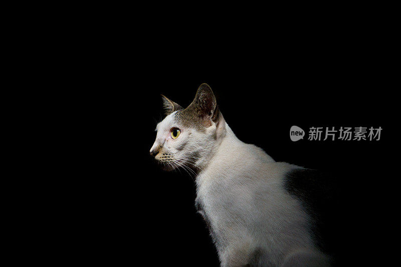 猫的特写