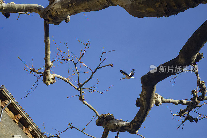 一只鹳在空中滑翔