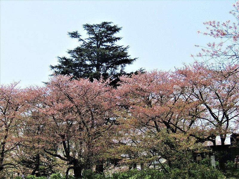 日本。四月初。樱花盛开。