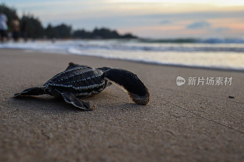 棱皮海龟