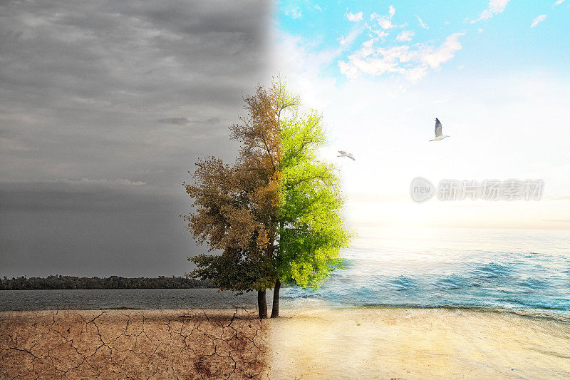 天气和坏天气之间的分界线，一棵树一边是绿色，另一边是干燥和灰色，气候变化