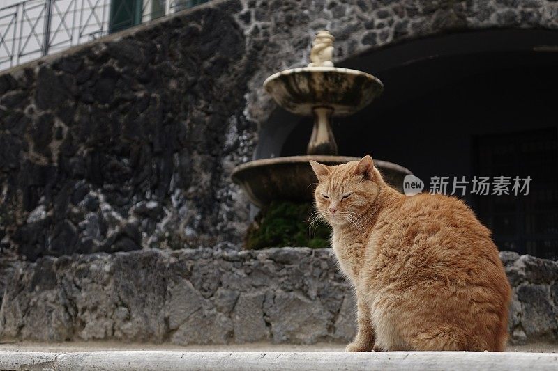 公园里的野猫