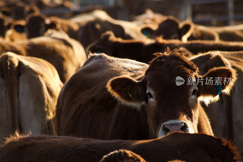 农场上等待喂食的一群牛