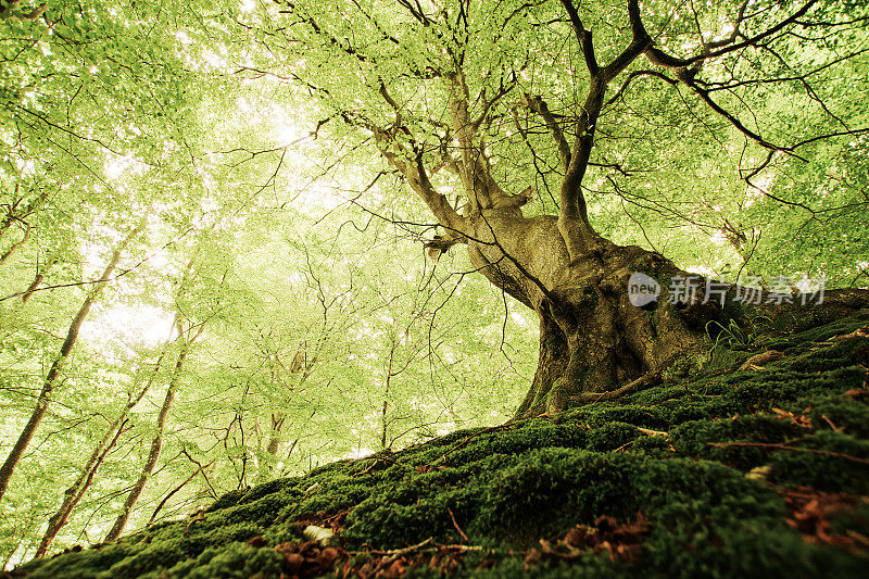 丹麦森林中的一棵古树