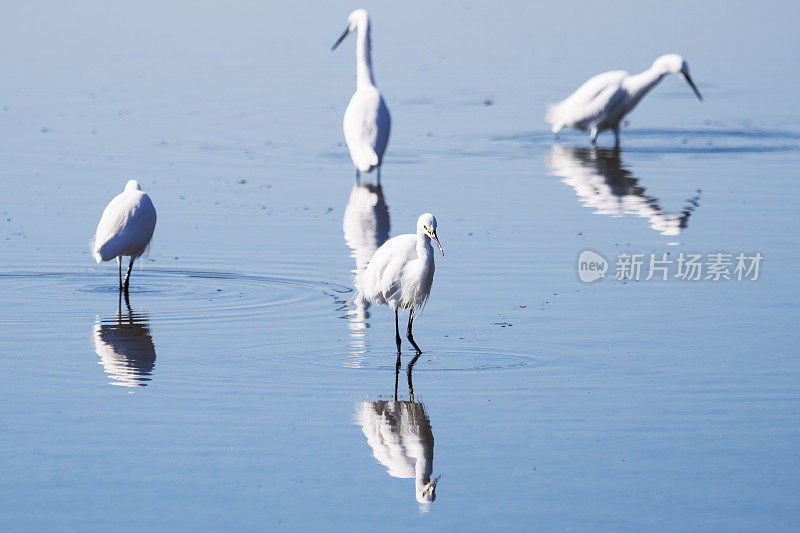 河里有白鹭