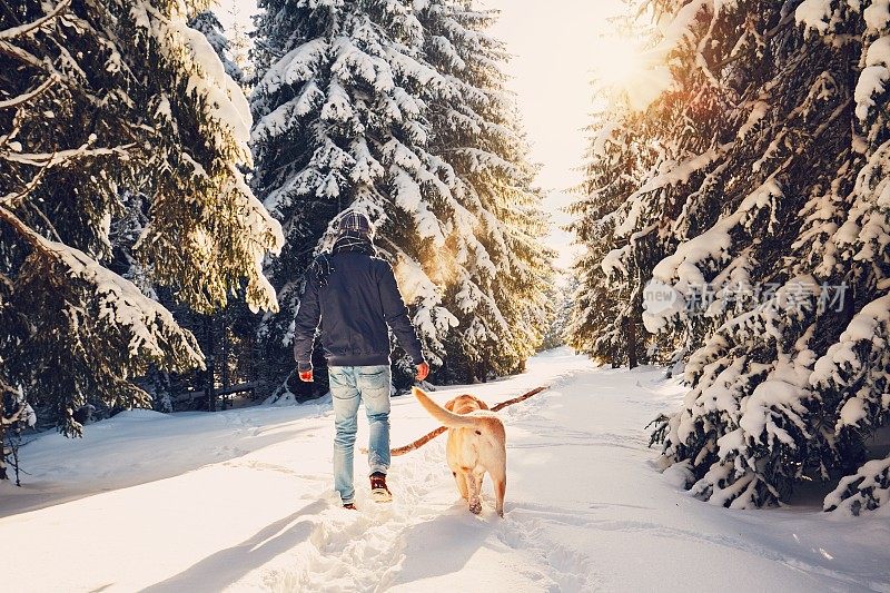 旅行与狗冬天的自然