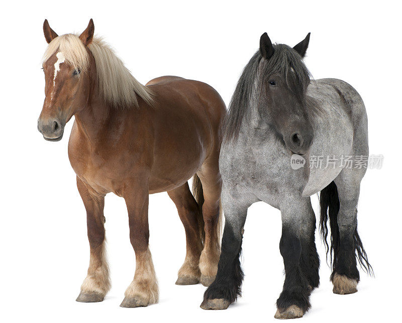 比利时马，比利时重马，布拉班康，役用马品种