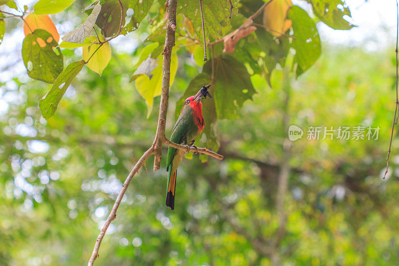 红胡子鸟栖息在树上