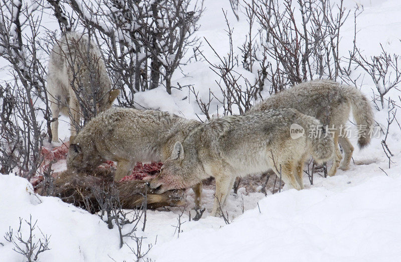 在怀俄明州的黄石公园，四只土狼正在吃麋鹿的尸体